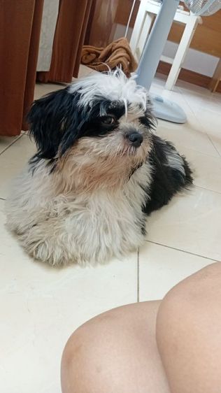 สุนัขชิสุเพศผู้4เดือน รูปที่ 5