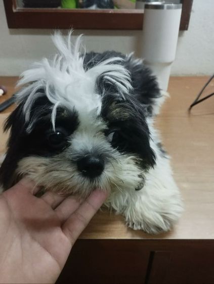 สุนัขชิสุเพศผู้4เดือน รูปที่ 6