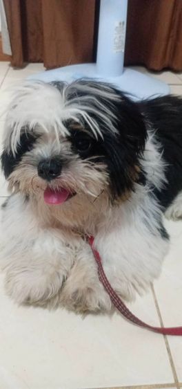 ชิสุ (Shih Tzu) เล็ก สุนัขชิสุเพศผู้4เดือน