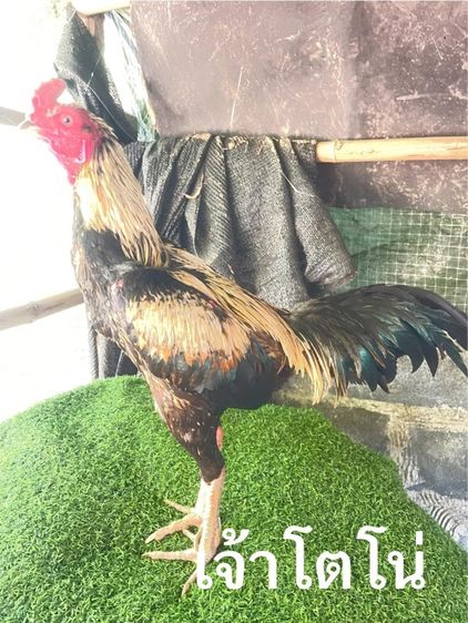 ไก่ชนพม่า ผ่านไฟร์พร้อมชน