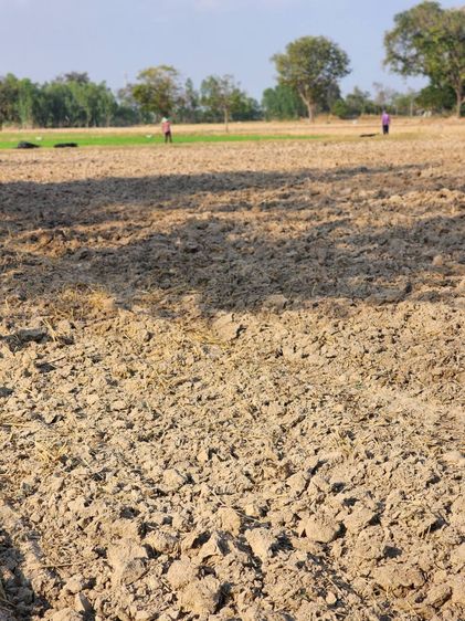 ที่ดินสุพรรณบุรี ราคาถูก อยู่ในชุมชน หน้าแปลงถนนคอนกรีต รูปที่ 4