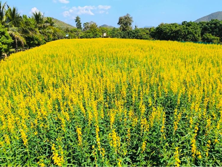 ใช่ ❗️ขายด่วน❗️ที่ดินบ้านสวนรีสอร์ทติดดอยบรรยากาศดีวิวสวย จ.ลำพูน รูปที่ 3
