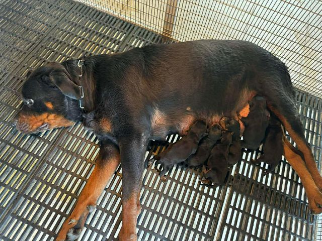 ร็อตไวเลอร์ รูปที่ 2