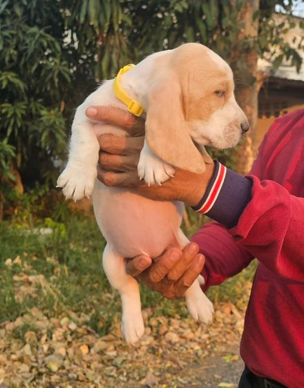 สัตว์เ รูปที่ 14