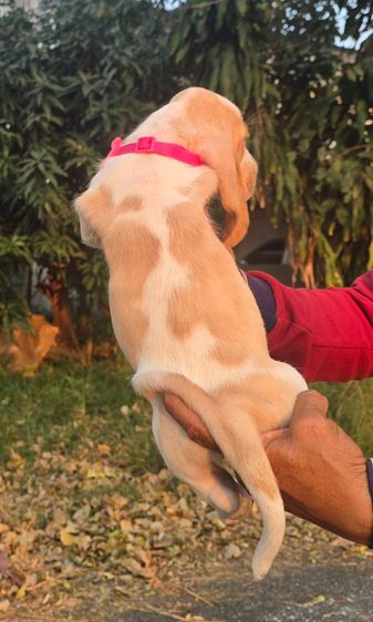 สัตว์เ รูปที่ 7