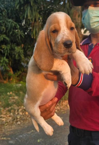 สัตว์เ รูปที่ 15