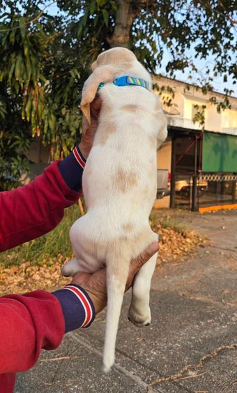 สัตว์เ รูปที่ 2