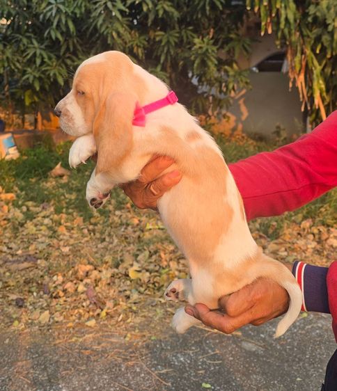 สัตว์เ รูปที่ 12