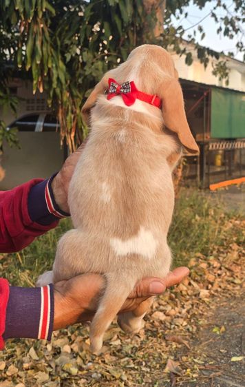 สัตว์เ รูปที่ 5