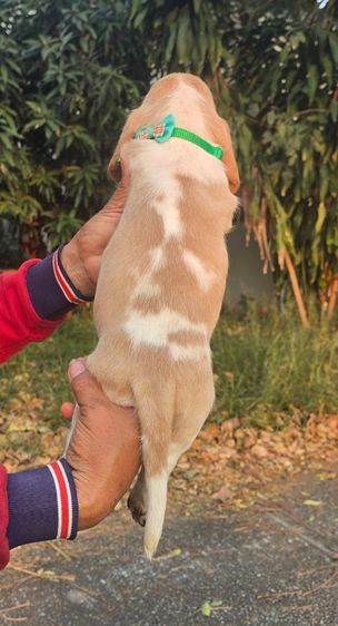 สัตว์เ รูปที่ 11