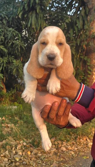 สัตว์เ รูปที่ 17