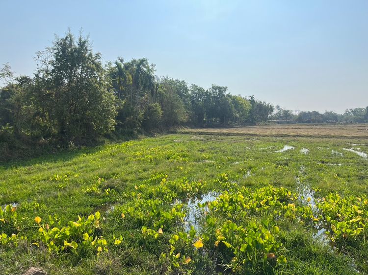 ขายที่ดิน 3 ไร่ ต.หินตั้ง มีโฉนด เหมาะทำพูลวิลล่า วิวเขาชัด ติดถนนคอนกรีต  รูปที่ 4