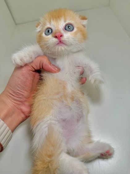 หนุ่มน้อย ขาสั้น   รูปที่ 2