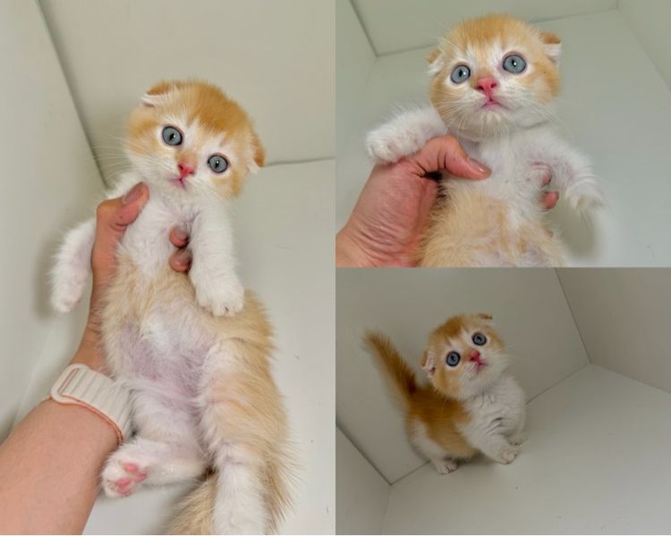 หนุ่มน้อย ขาสั้น  