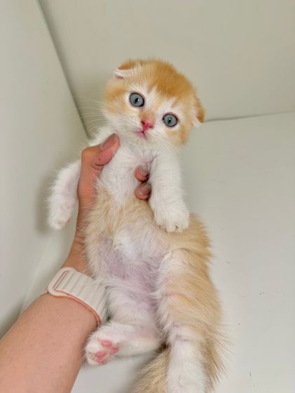 หนุ่มน้อย ขาสั้น   รูปที่ 3