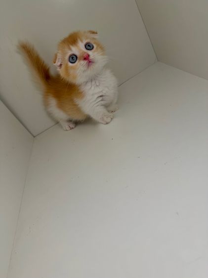 หนุ่มน้อย ขาสั้น   รูปที่ 4