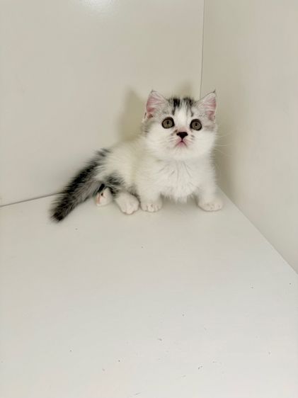 สาวน้อยพุ้งงุยๆ ขาสั่น รูปที่ 6