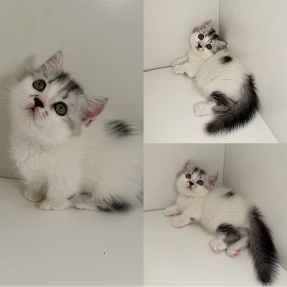 สาวน้อยพุ้งงุยๆ ขาสั่น