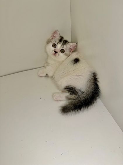 สาวน้อยพุ้งงุยๆ ขาสั่น รูปที่ 3