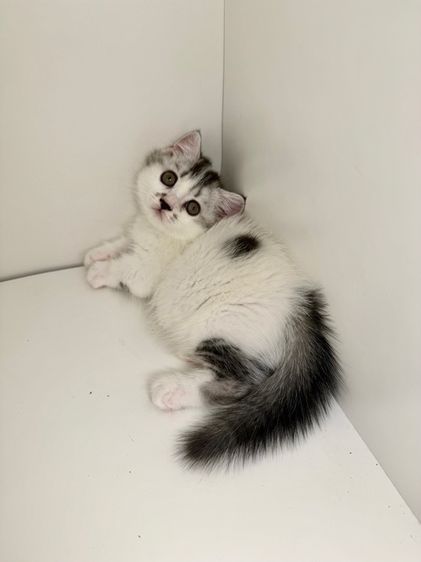 สาวน้อยพุ้งงุยๆ ขาสั่น รูปที่ 2