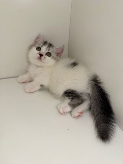 สาวน้อยพุ้งงุยๆ ขาสั่น รูปที่ 4