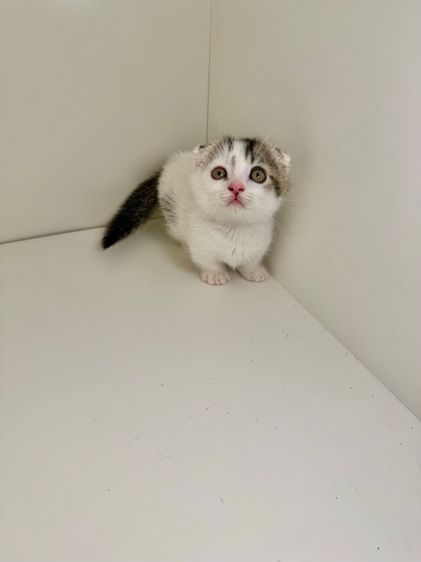 หนุ่มน้อยหูพับ ขาสั่น รูปที่ 7