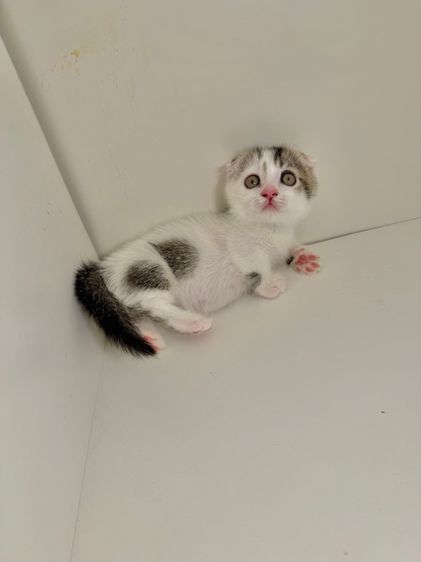 หนุ่มน้อยหูพับ ขาสั่น รูปที่ 6