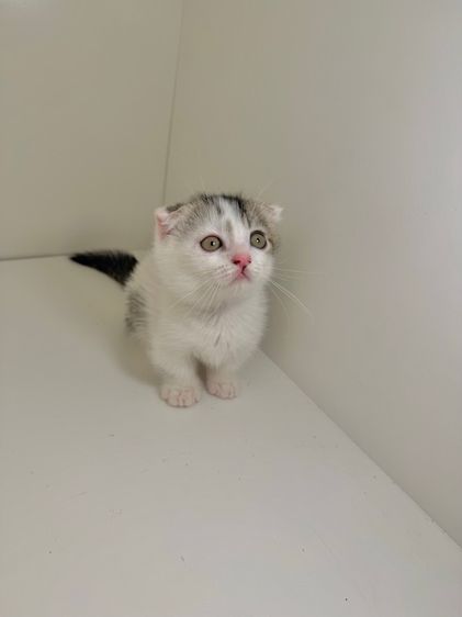 หนุ่มน้อยหูพับ ขาสั่น รูปที่ 4