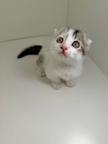 หนุ่มน้อยหูพับ ขาสั่น รูปที่ 2