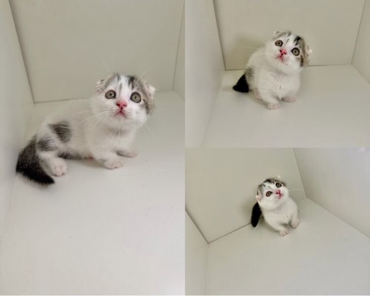 สาวน้อยหูพับ ขาสั่น