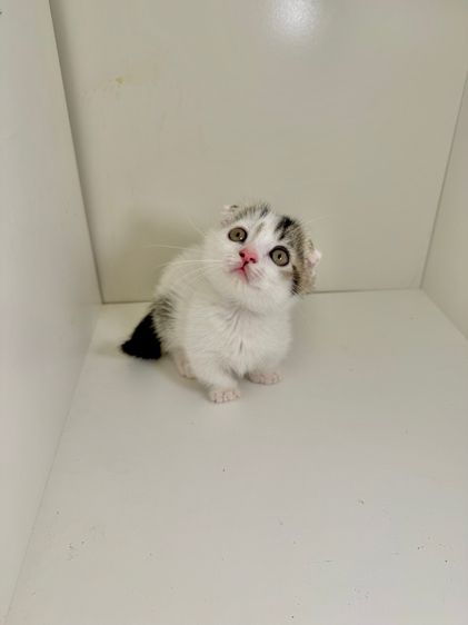 หนุ่มน้อยหูพับ ขาสั่น รูปที่ 8