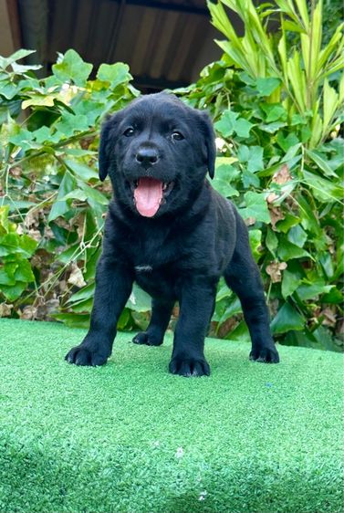 ลาบราดอร์แท้ รูปที่ 7