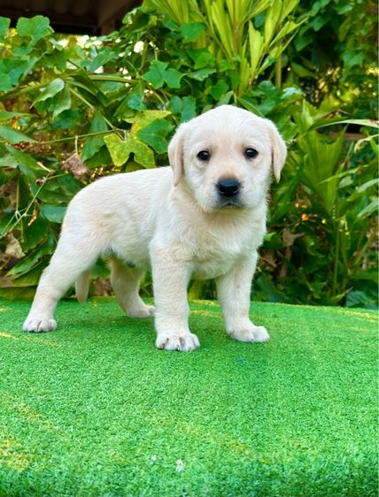 ลาบราดอร์แท้ รูปที่ 4