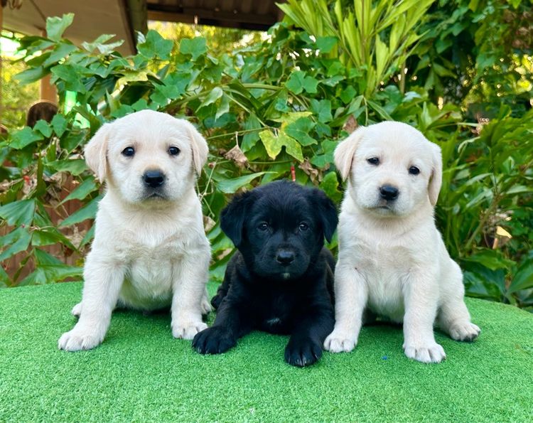 ลาบราดอร์แท้