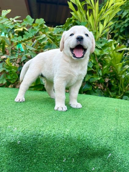 ลาบราดอร์แท้ รูปที่ 9