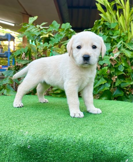 ลาบราดอร์แท้ รูปที่ 8