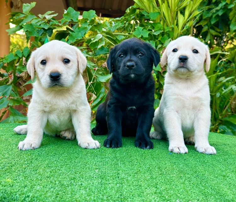 ลาบราดอร์แท้ รูปที่ 3