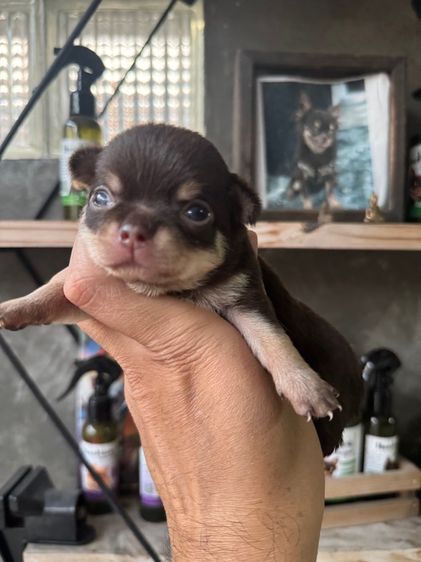 ชิวาวา (Chihuahua) ชิวาวา เพศเมีย