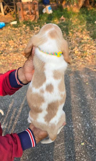 สุนัขพันธ์บาสเซ็ตฮาวด์ รูปที่ 15