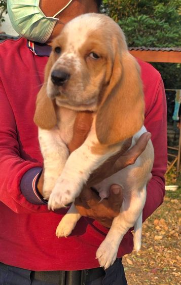 สุนัขพันธ์บาสเซ็ตฮาวด์ รูปที่ 18