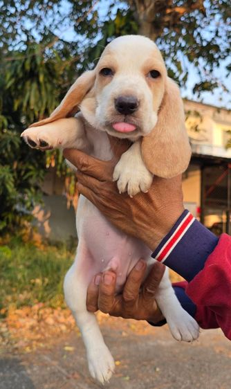 สุนัขพันธ์บาสเซ็ตฮาวด์ รูปที่ 3