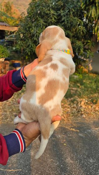 สุนัขพันธ์บาสเซ็ตฮาวด์ รูปที่ 16