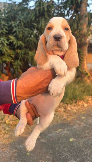 สุนัขพันธ์บาสเซ็ตฮาวด์ รูปที่ 12