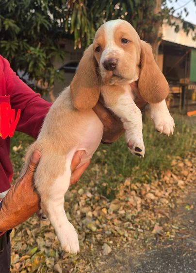 สุนัขพันธ์บาสเซ็ตฮาวด์ รูปที่ 6