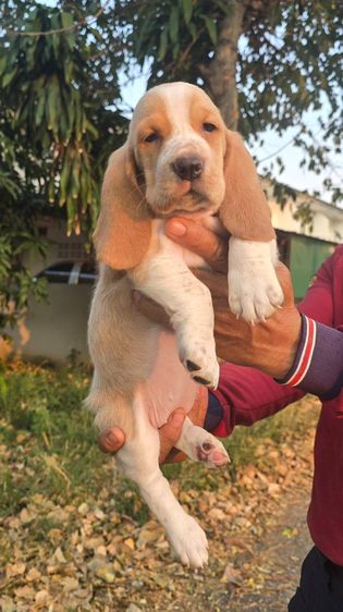 สุนัขพันธ์บาสเซ็ตฮาวด์ รูปที่ 2