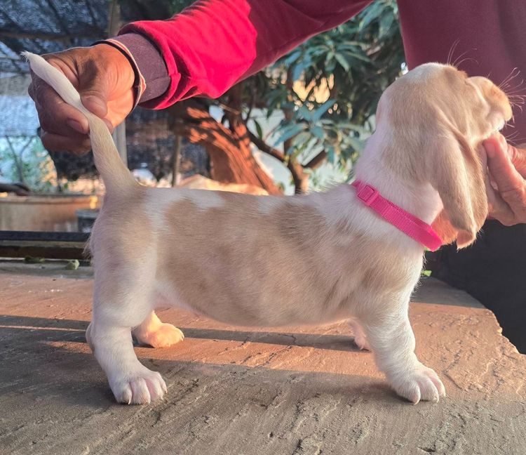 สุนัขพันธ์บาสเซ็ตฮาวด์ รูปที่ 13