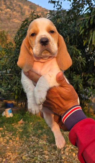 สุนัขพันธ์บาสเซ็ตฮาวด์ รูปที่ 14