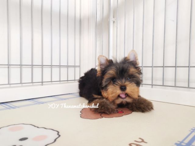 ยอร์คเชียร์เทอร์เรียร์ YorkshireTerrier Male รูปที่ 3