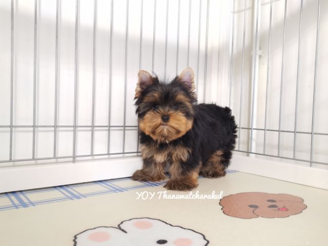 ยอร์คเชียร์เทอร์เรียร์ YorkshireTerrier Male รูปที่ 2