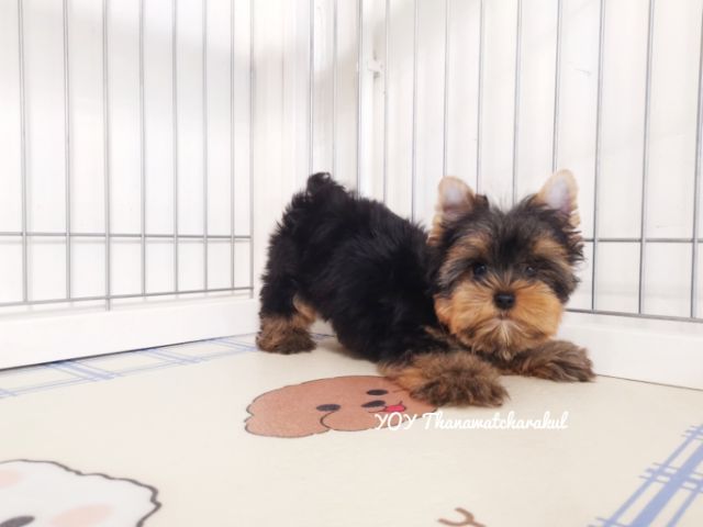 ยอร์คเชียร์ เทอร์เรีย (Yorkshire Terrier) เล็ก ยอร์คเชียร์เทอร์เรียร์ YorkshireTerrier Male